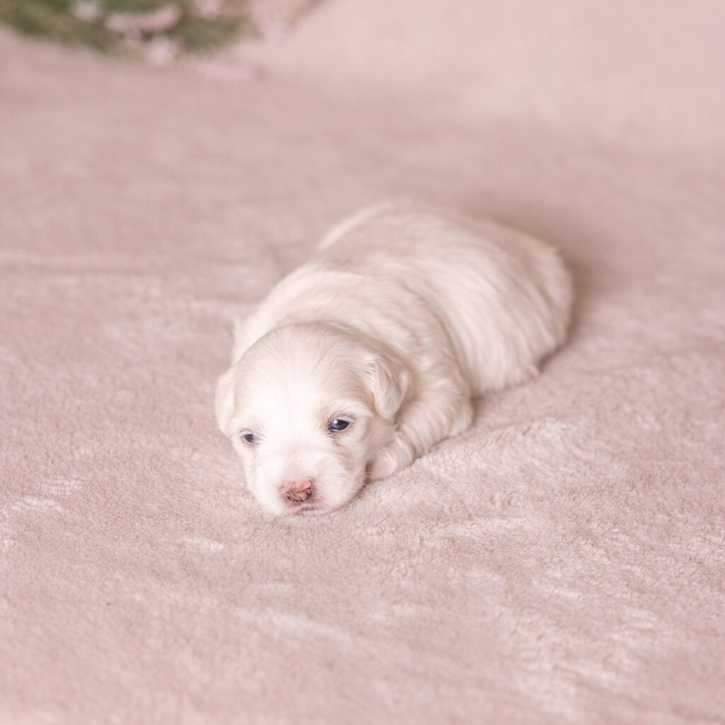 coton de tulear dogs for sale near ny