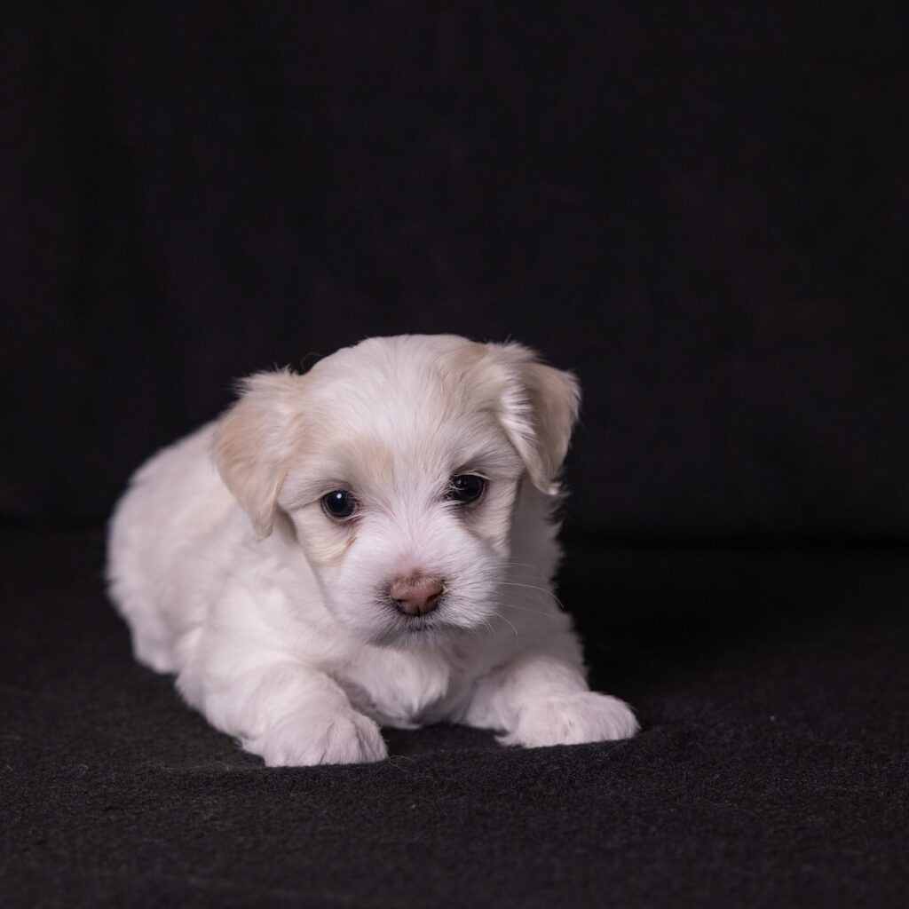 coton de tulear dogs for sale pa