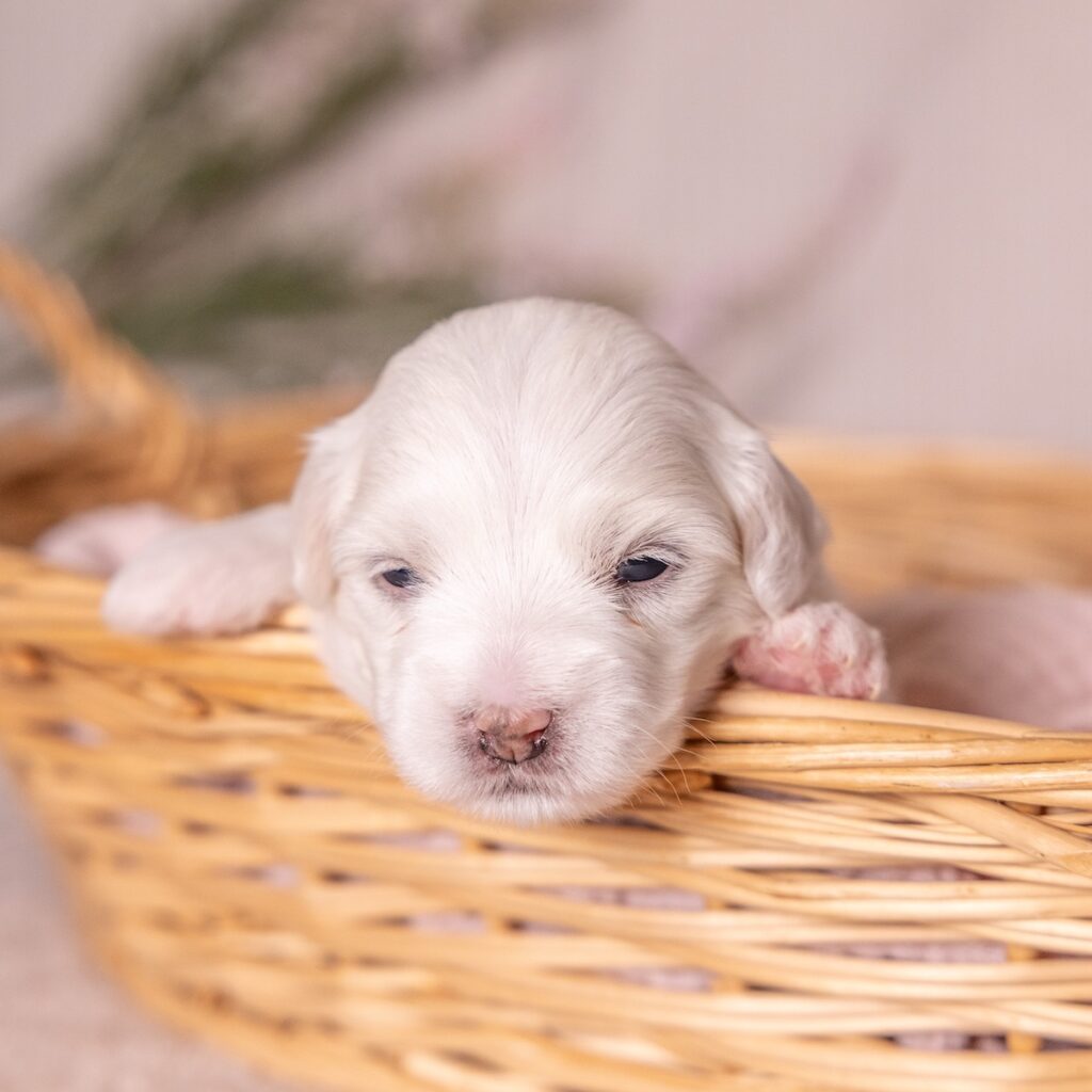 coton de tulear dogs for sale pa