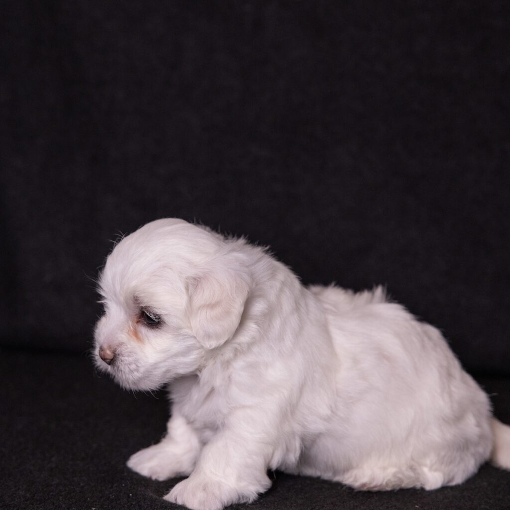 coton de tulear dogs for sale pa