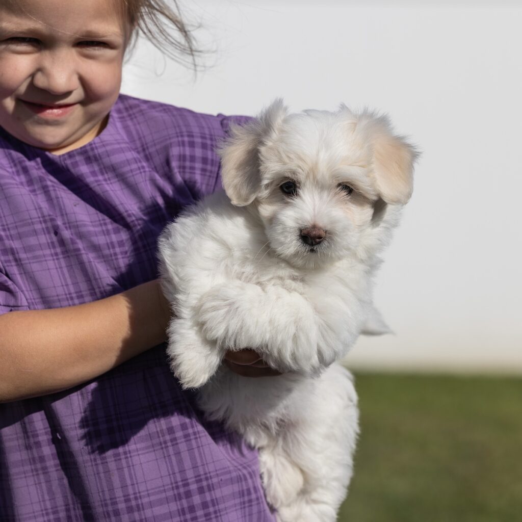 coton de tulear dogs for sale pa