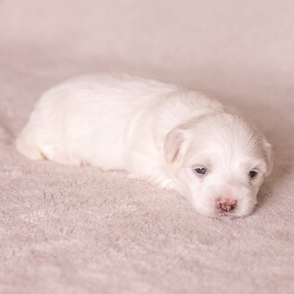 coton de tulear dogs for sale vet checked