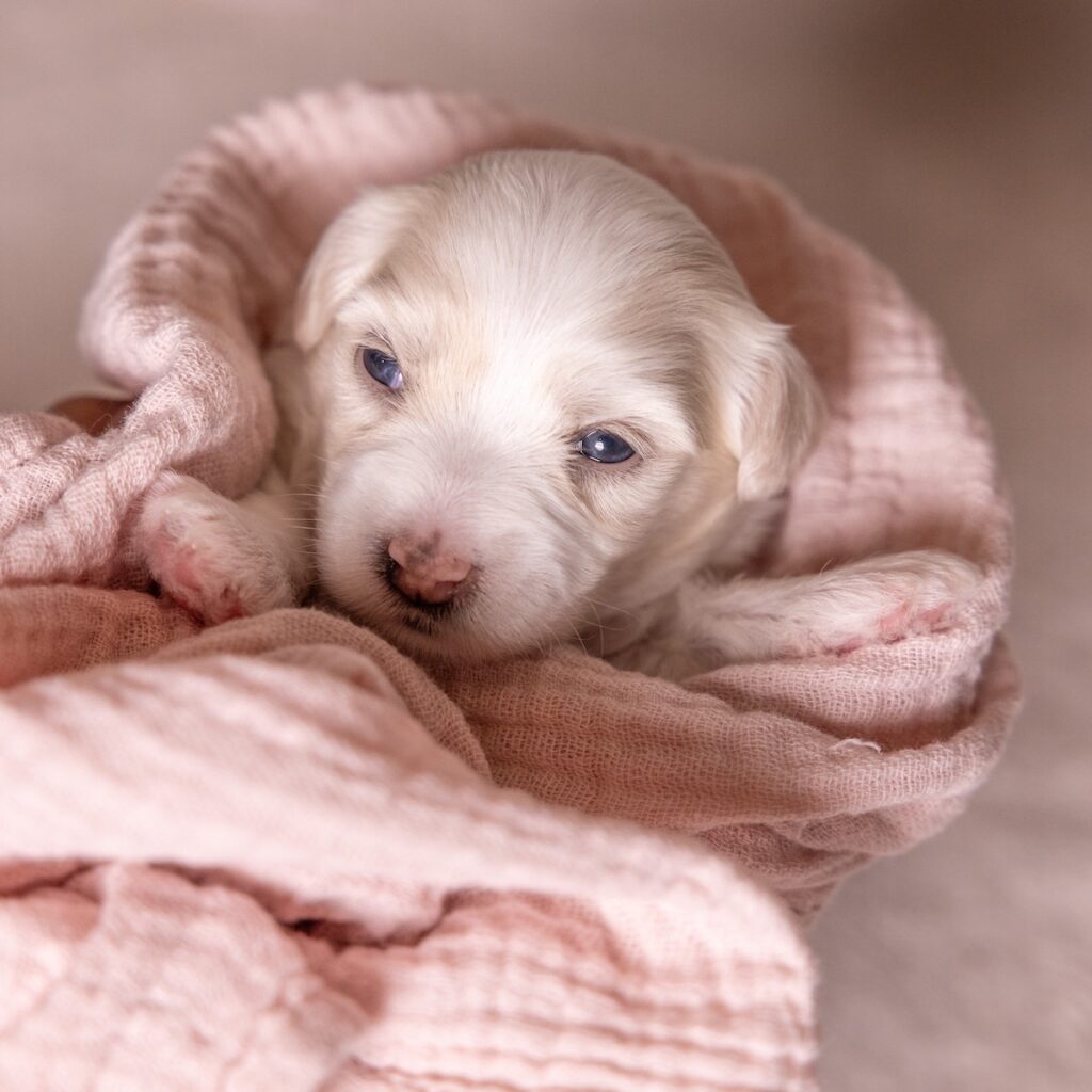 coton de tulear dogs for sale with vet check