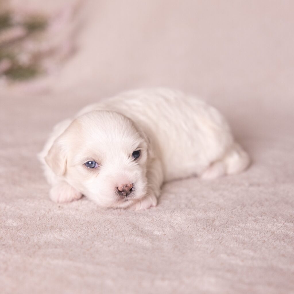 coton dog breed