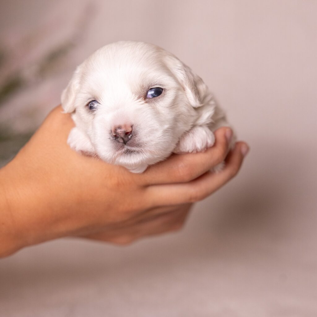 coton dog breed for sale