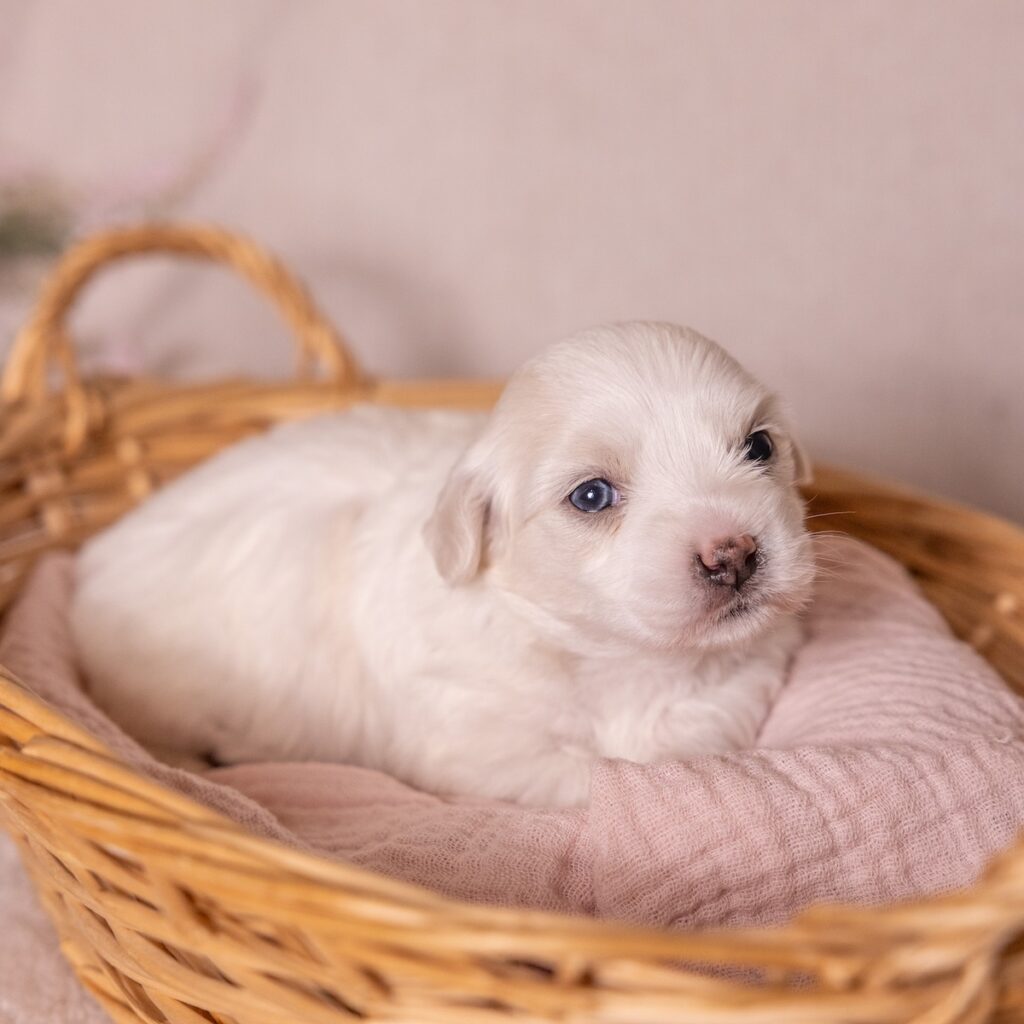 coton dog breed for sale near me