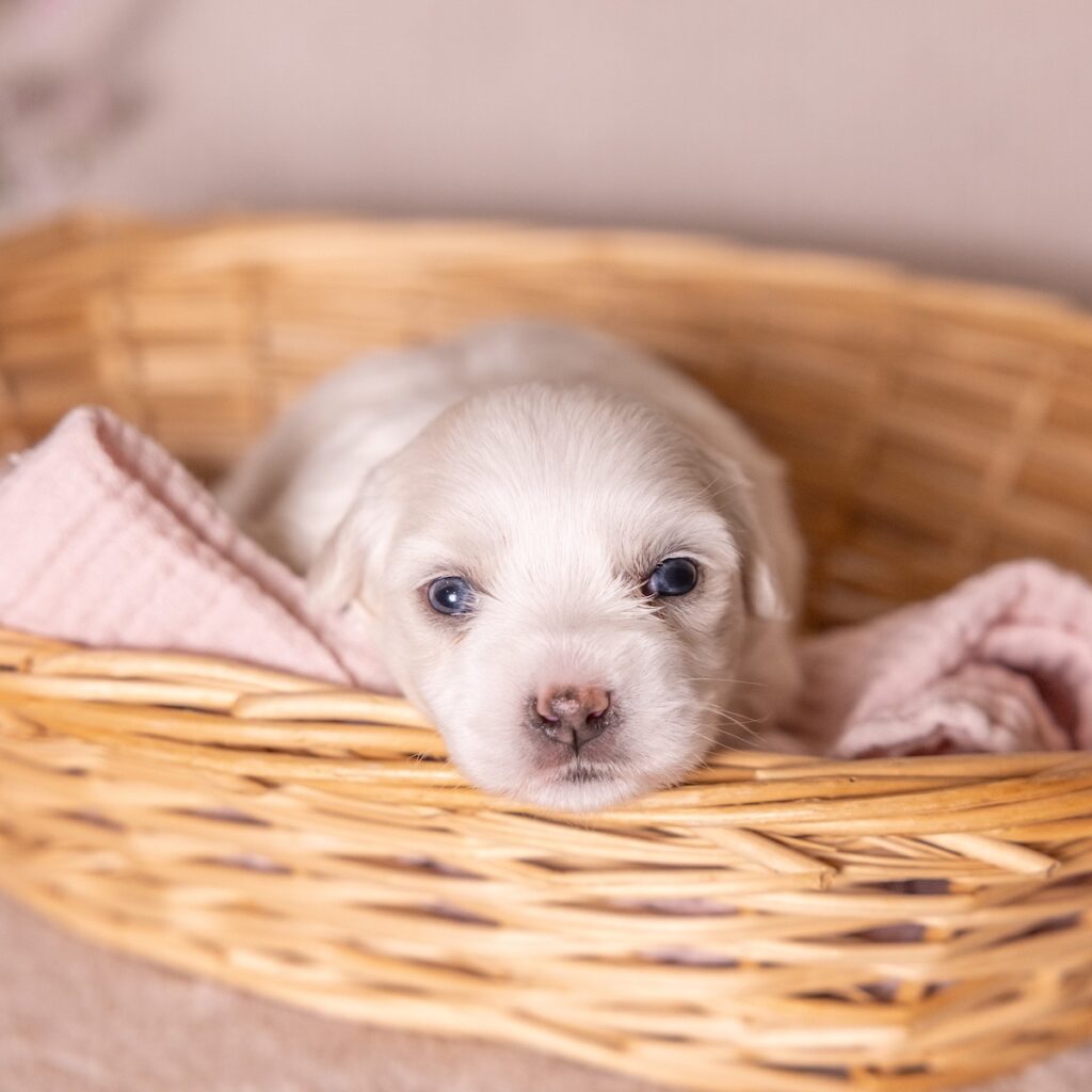 coton dog breed for sale near me pa