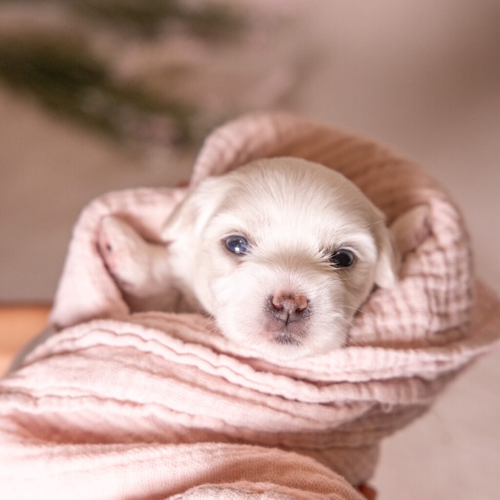 coton dog breed for sale pa