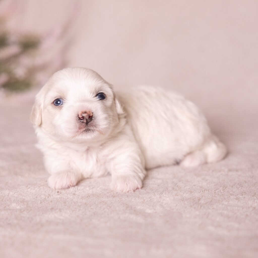 coton dog breed puppies
