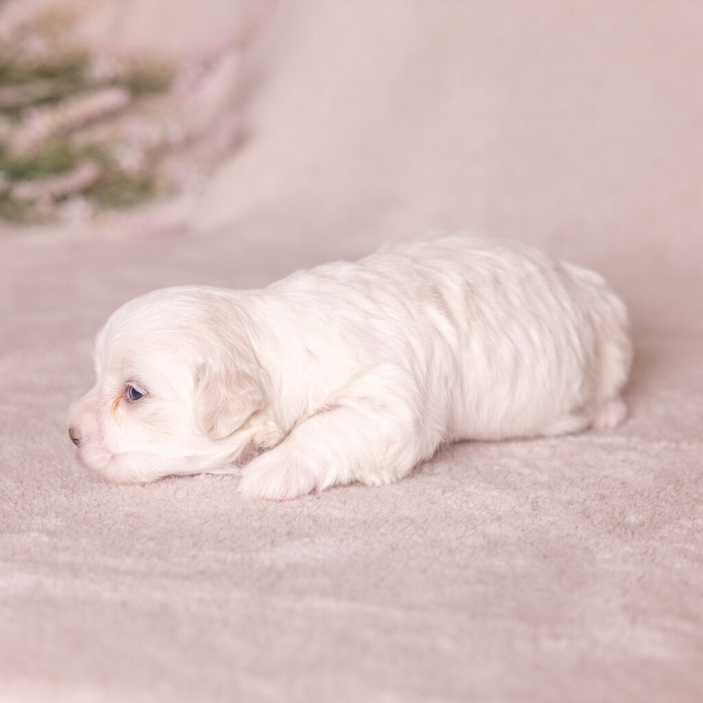 coton dog breed puppy