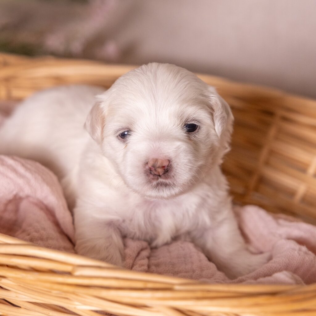 cute coton de tulear dogs for sale