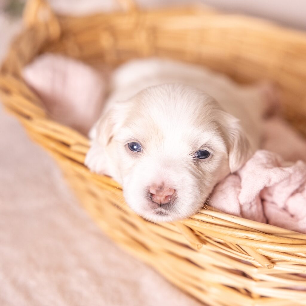 cute coton de tulear dogs for sale near mj
