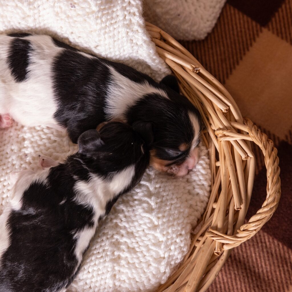 tri color cavalier