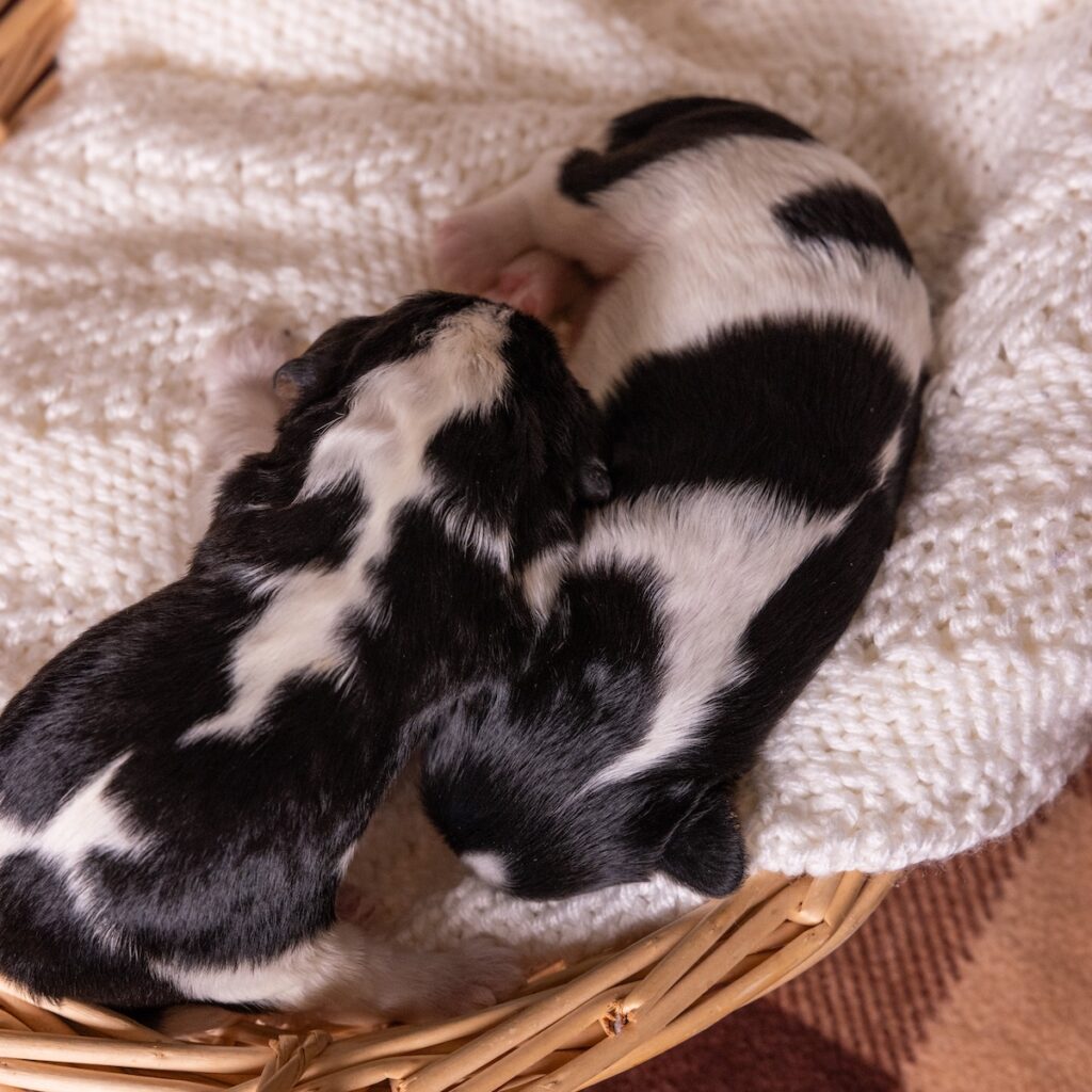 tri color cavalier for sale