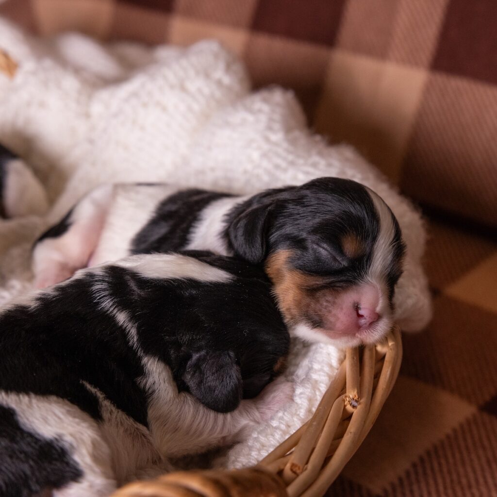 tri color cavalier for sale near me