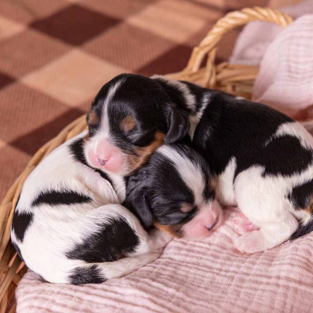 tri color cavaliers