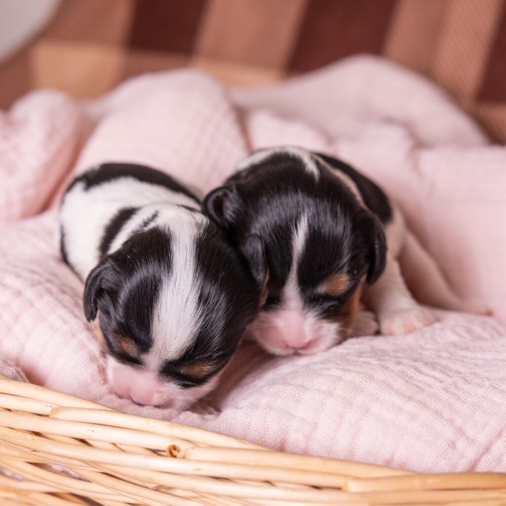 tri color cavaliers for sale