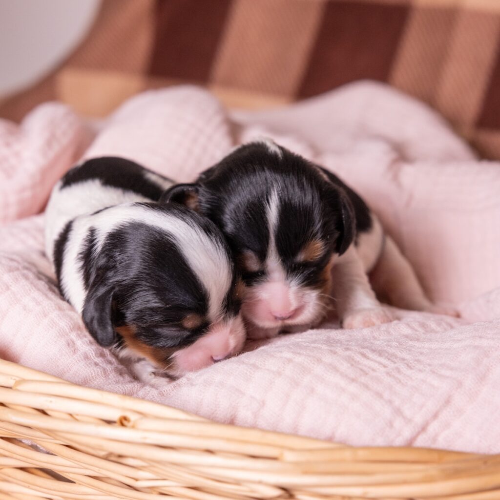 tri color cavaliers for sale near me