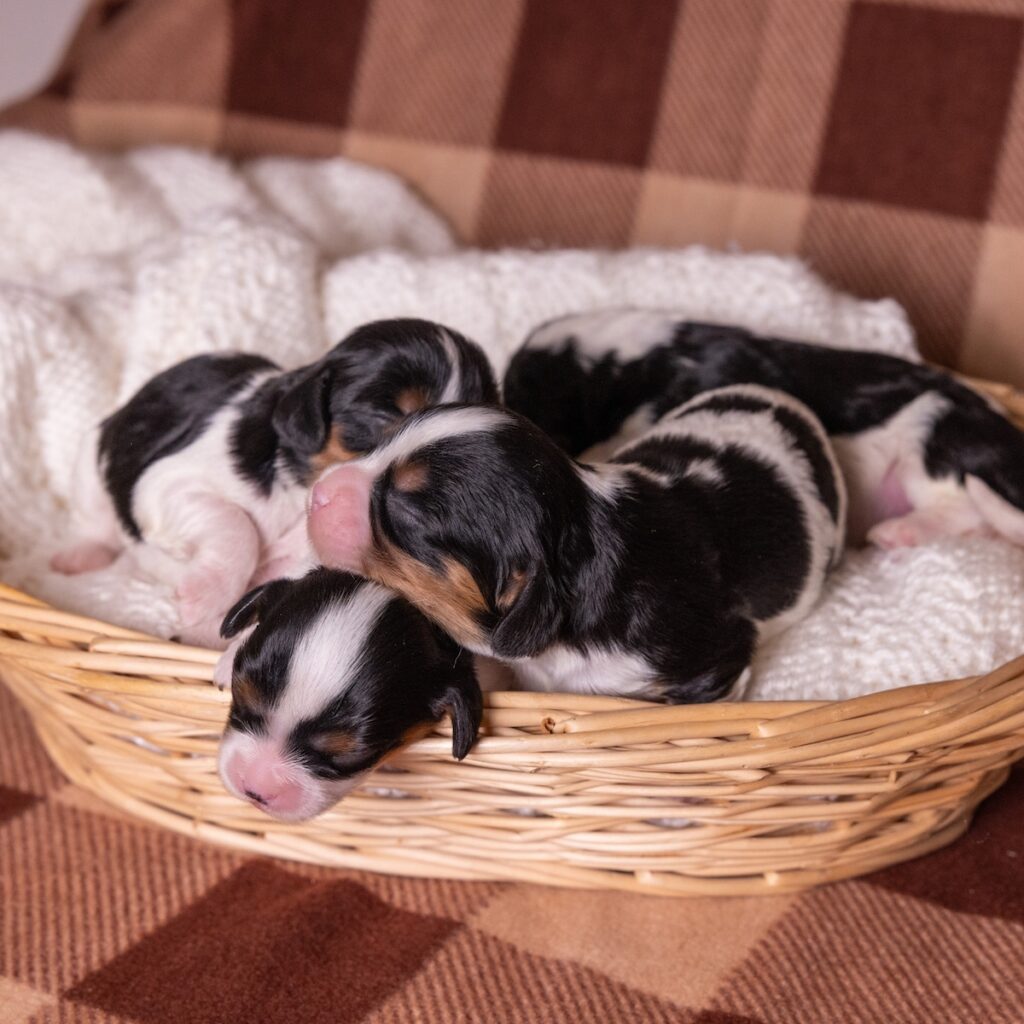 tri color cavaliers tri color cavalier for sale