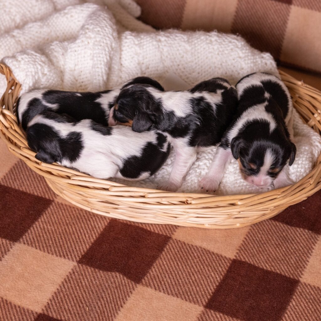 tri color cavaliers tri color cavalier for sale near pa