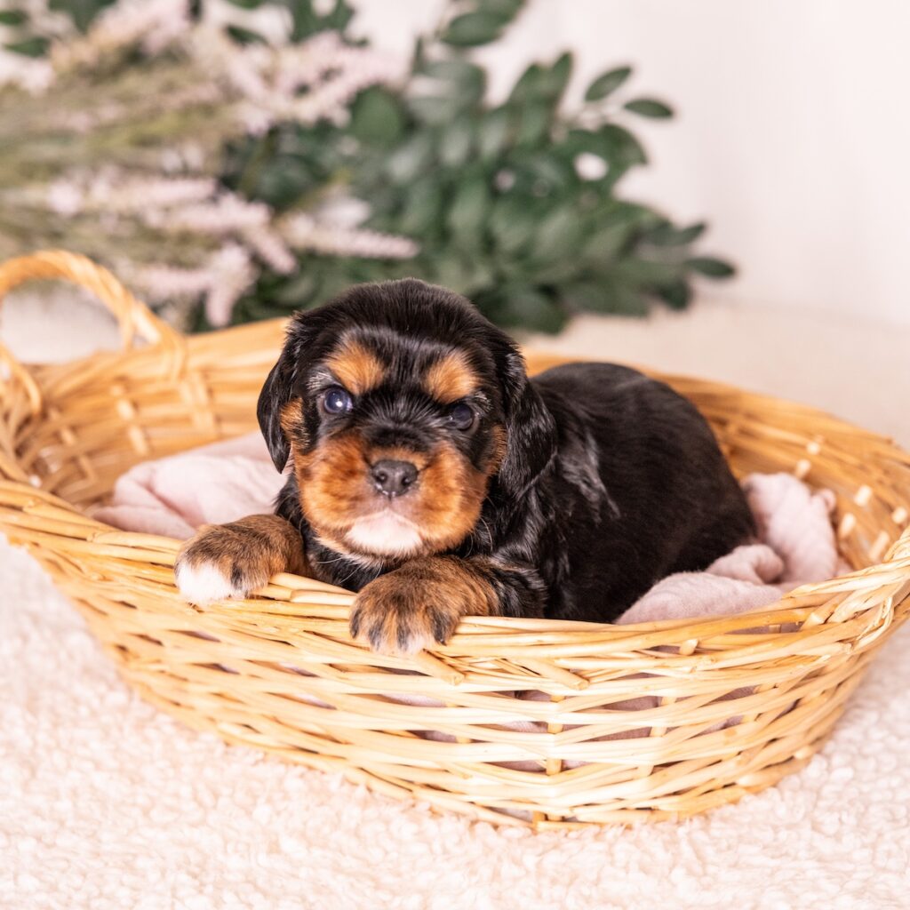 black and tan cavalier for sale