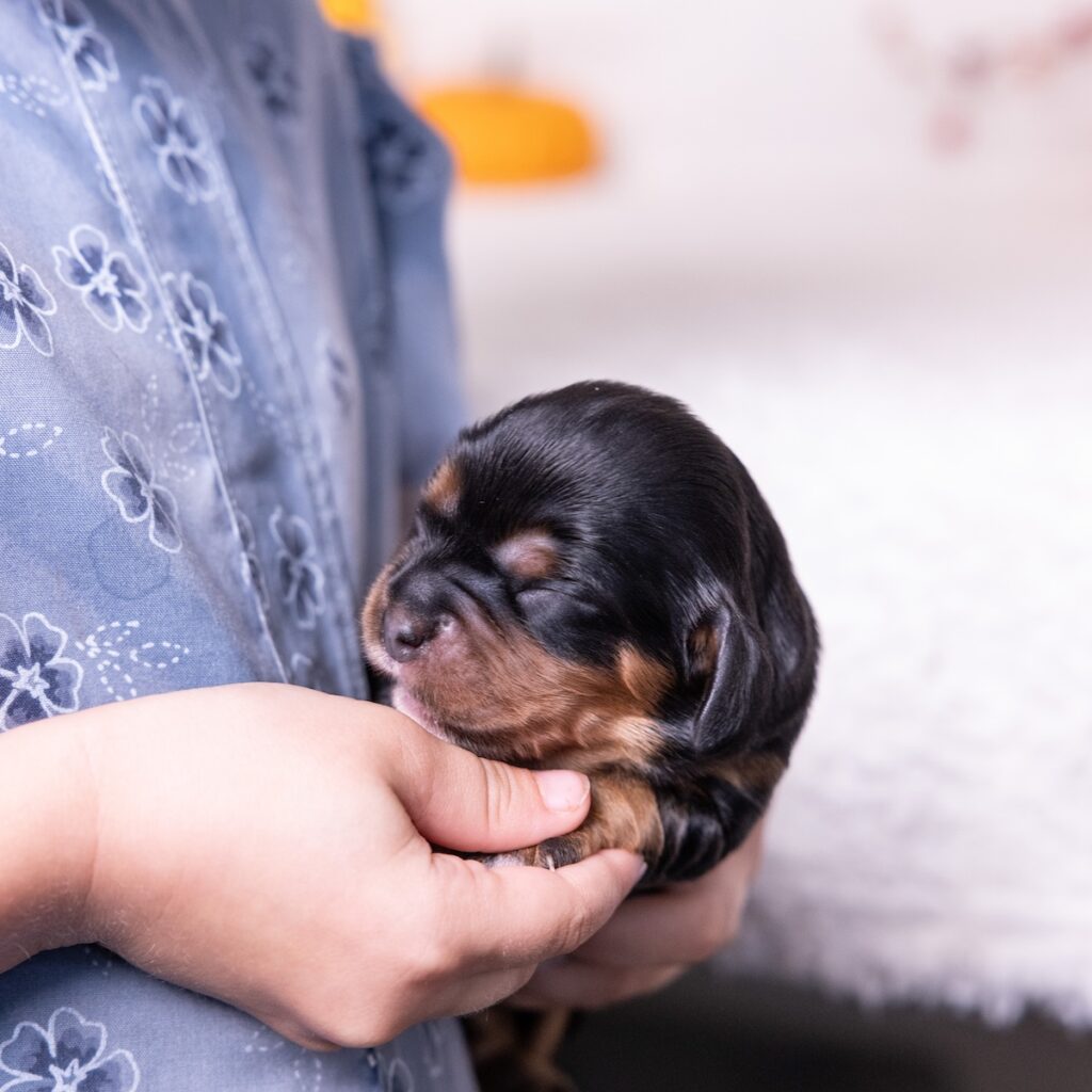 black and tan cavalier for sale