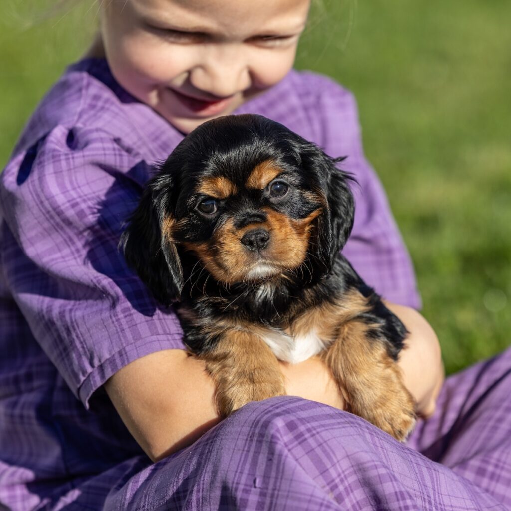 black and tan cavalier for sale