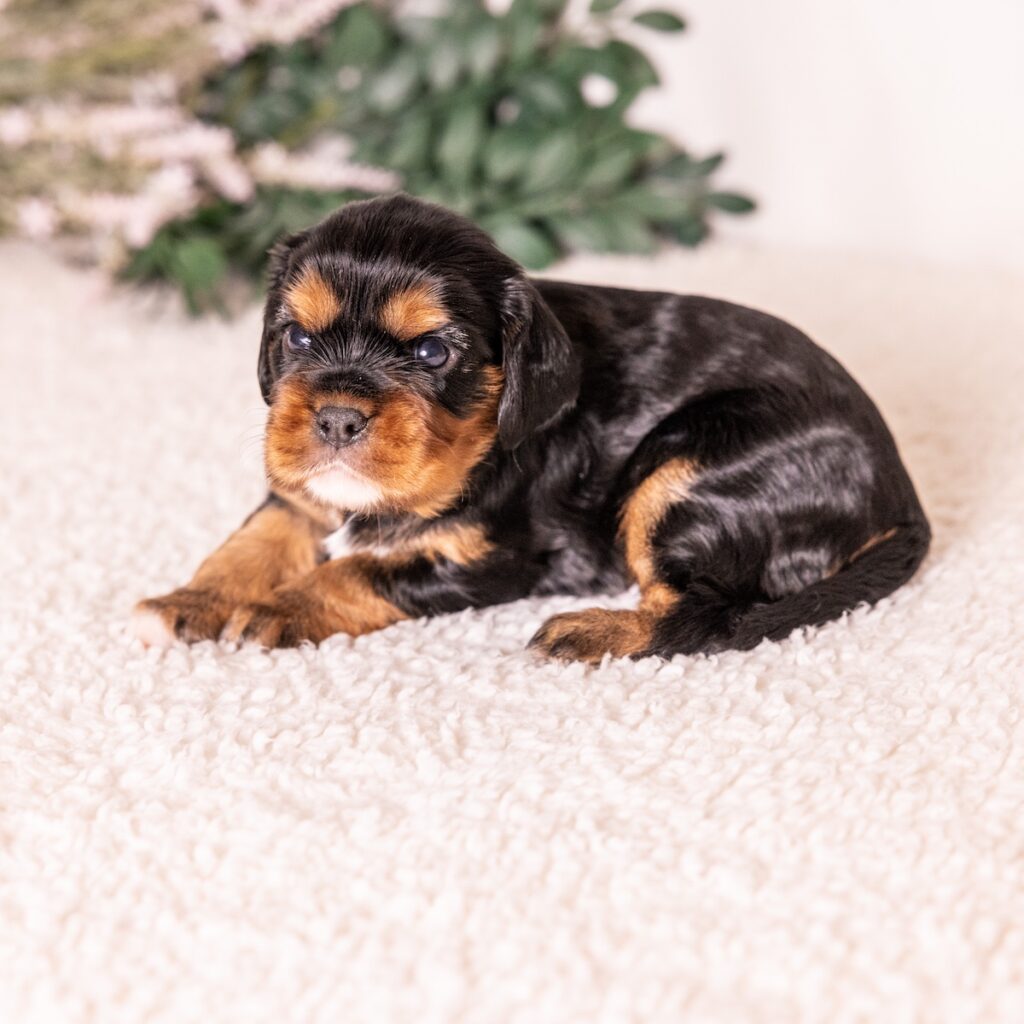 black and tan cavalier for sale near dc