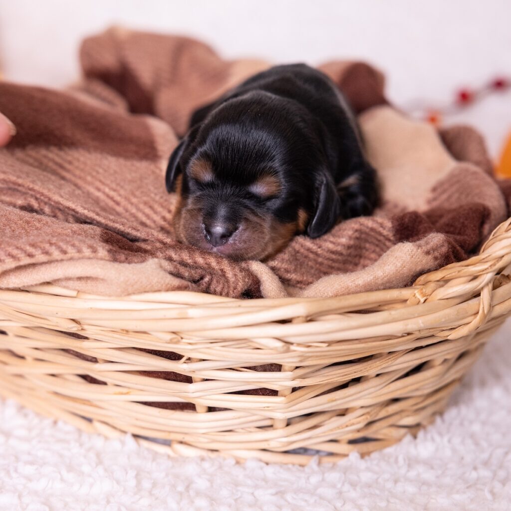 black and tan cavalier for sale near dc