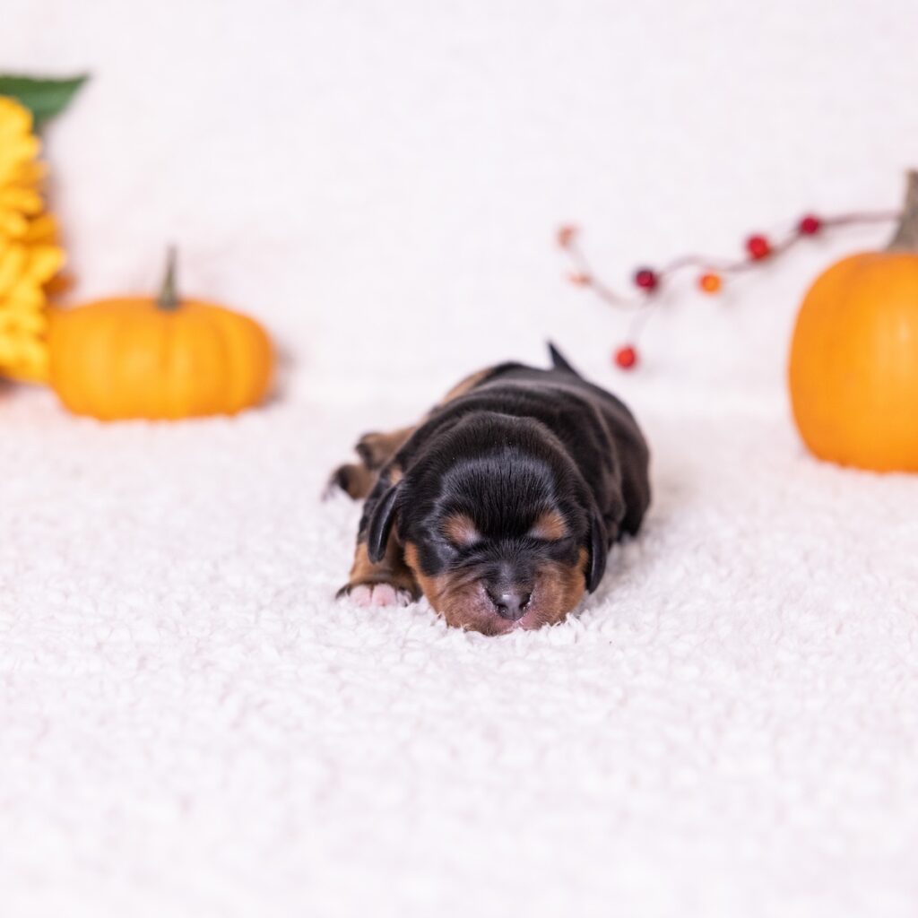 black and tan cavalier for sale near md