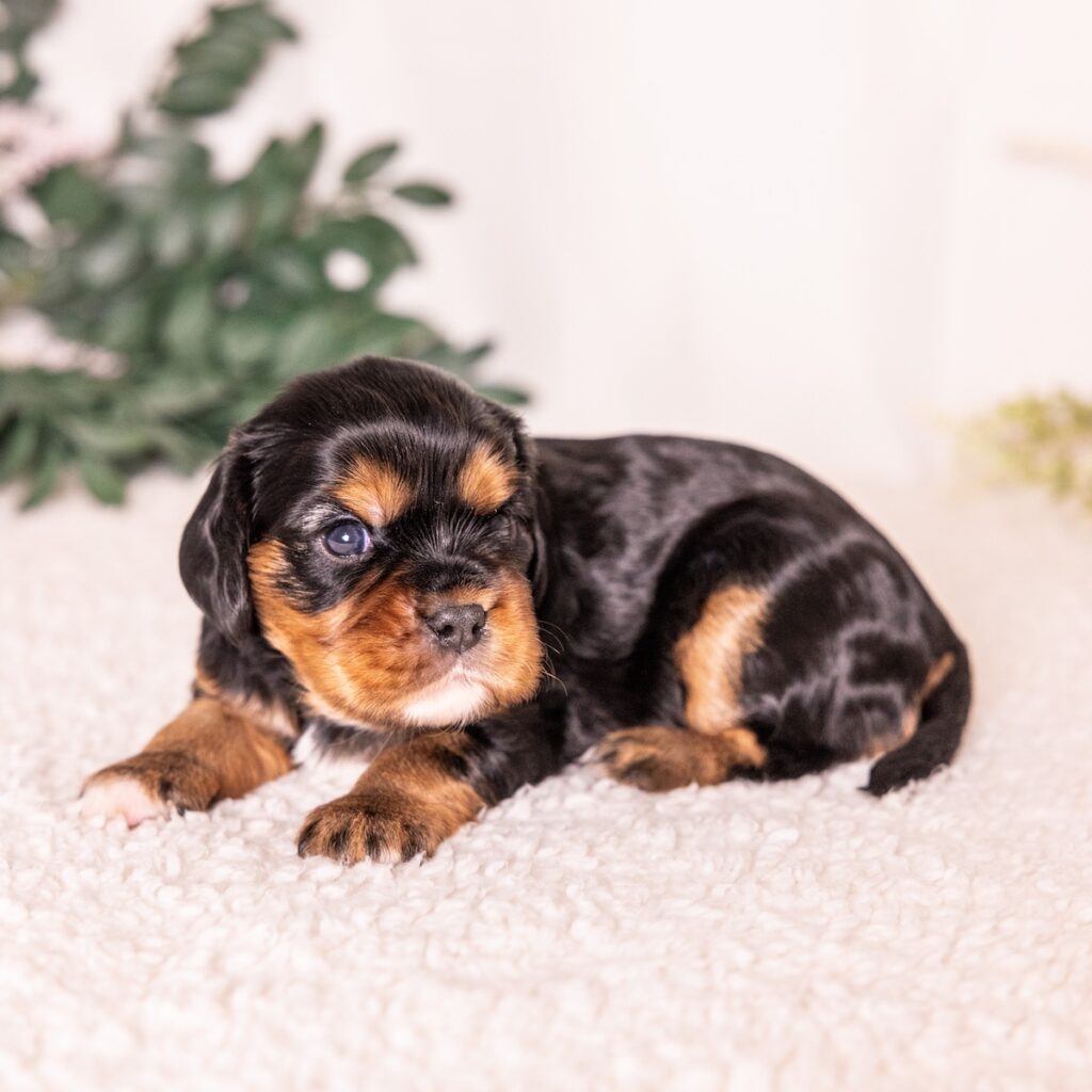 black and tan cavalier for sale near me