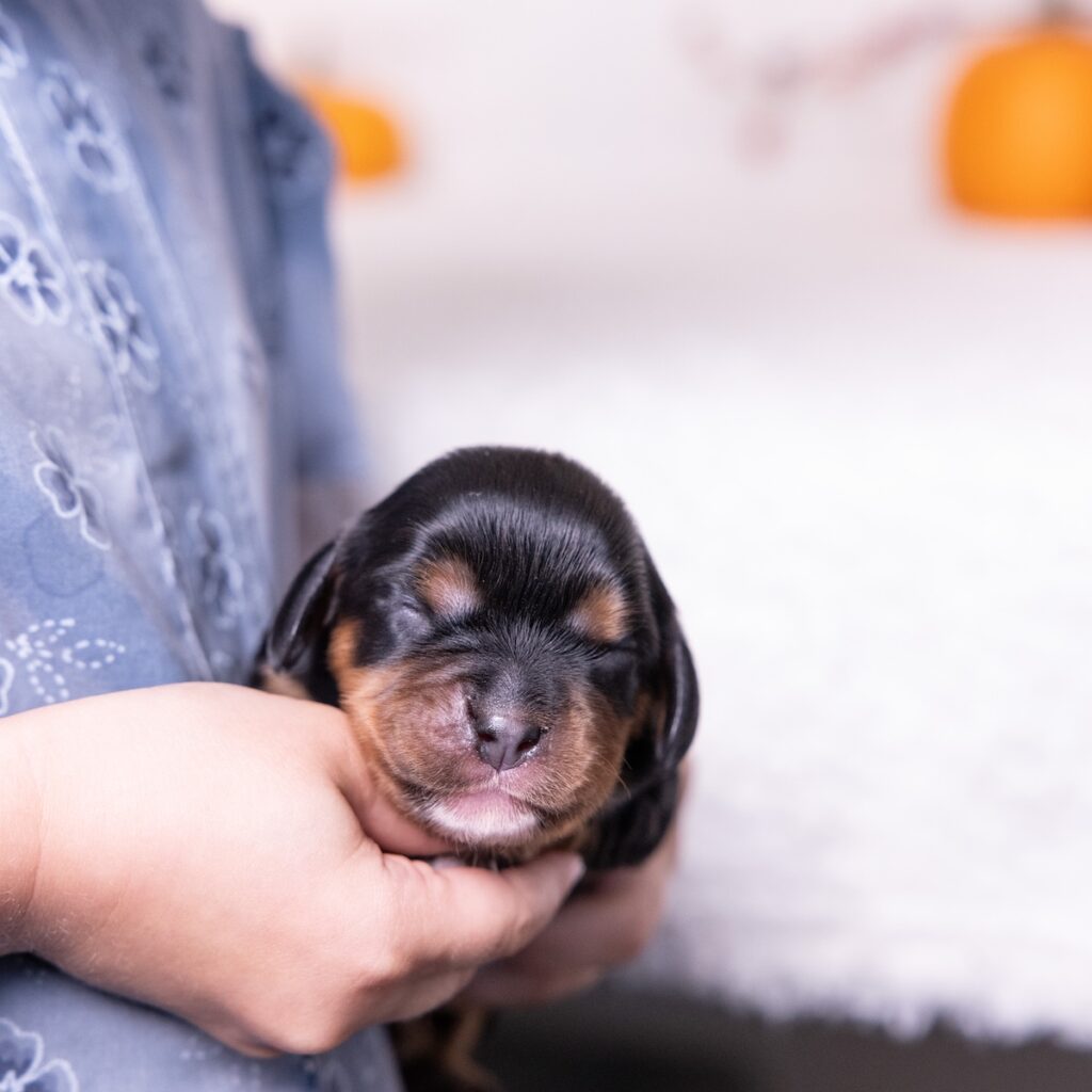black and tan cavalier for sale near me