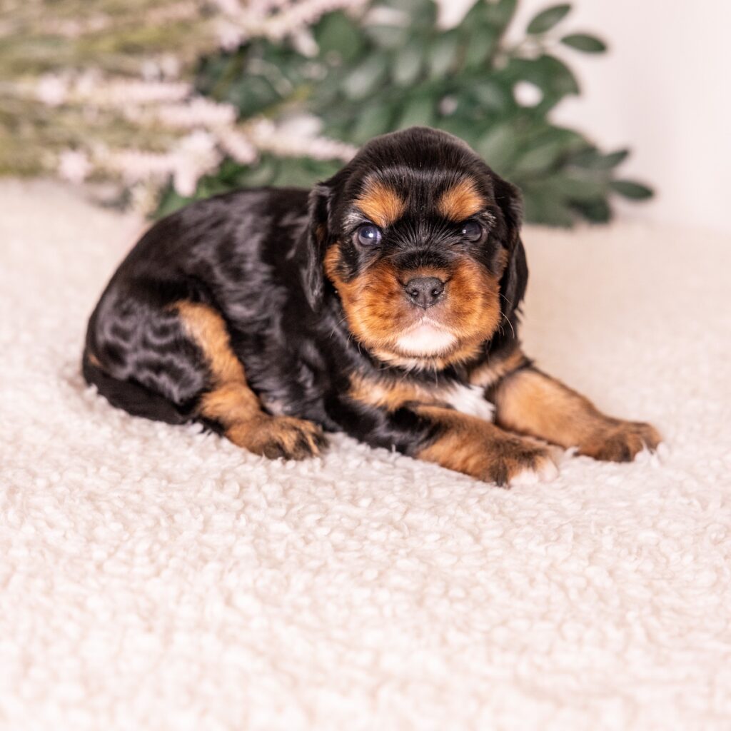 black and tan cavalier for sale near nj