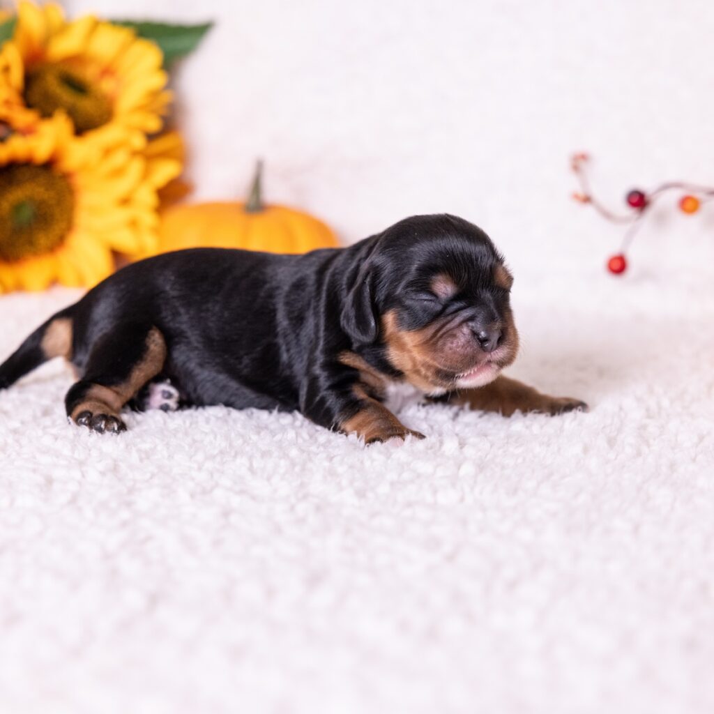 black and tan cavalier for sale near nj