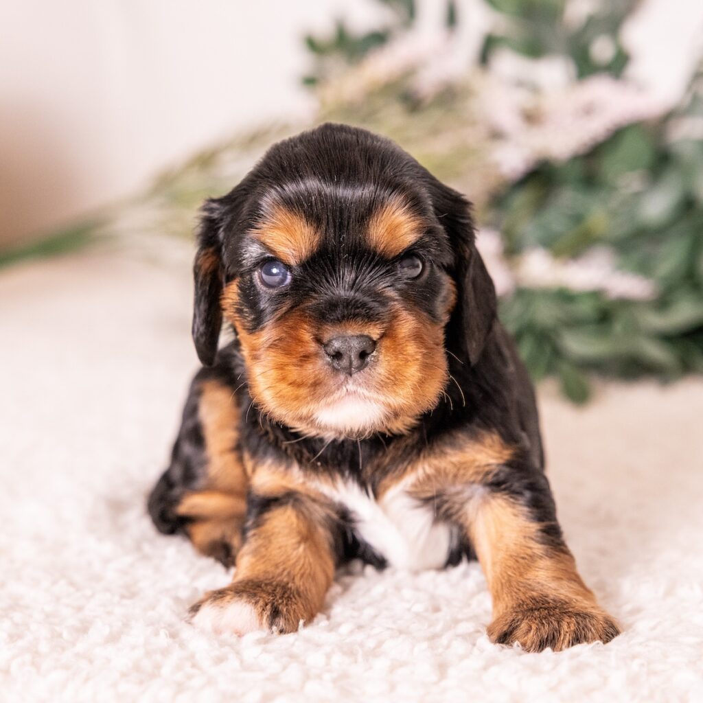 black and tan cavalier for sale near ny