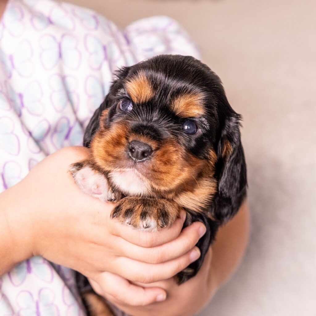 black and tan cavalier for sale pa