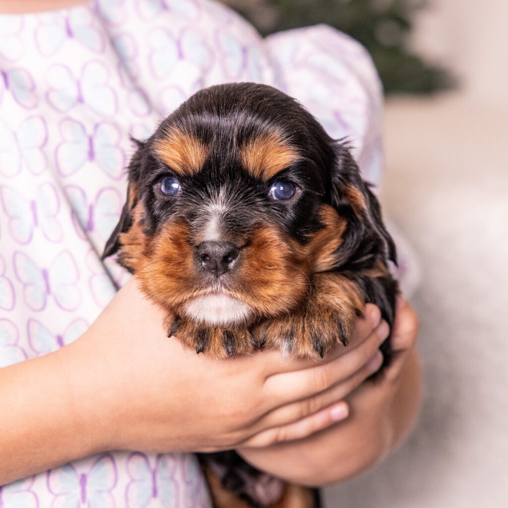 black and tan cavalier puppies