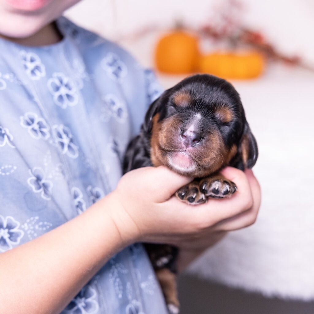 black and tan cavalier puppies