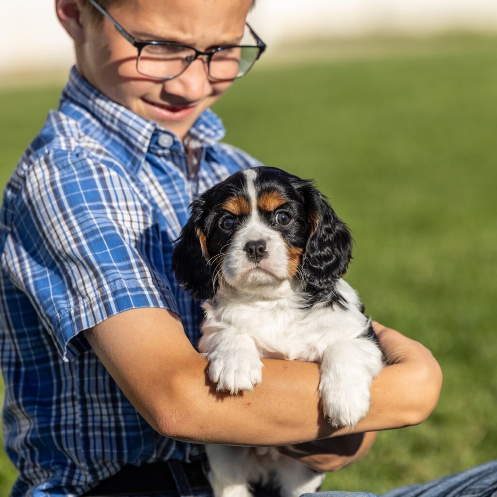black and tan cavalier puppies