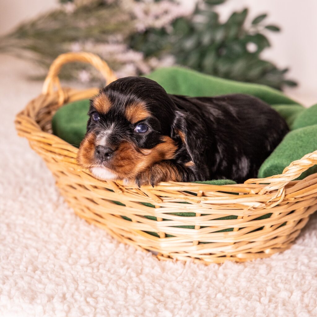 black and tan cavalier puppies for sale