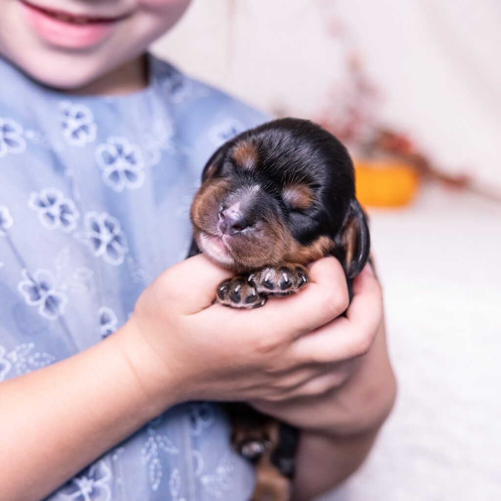 black and tan cavalier puppies for sale