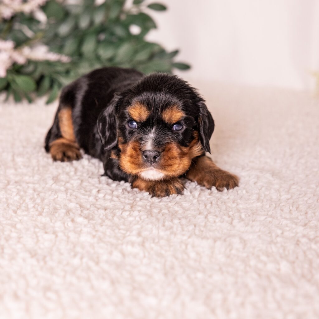 black and tan cavalier puppies for sale near dc