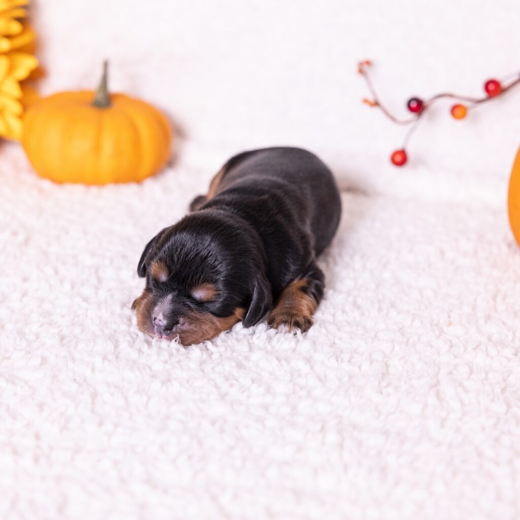 black and tan cavalier puppies for sale near dc