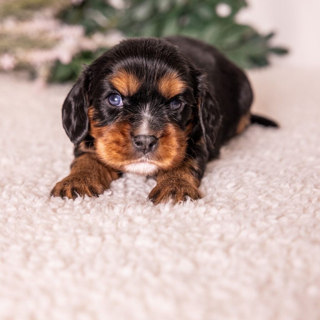 black and tan cavalier puppies for sale near me