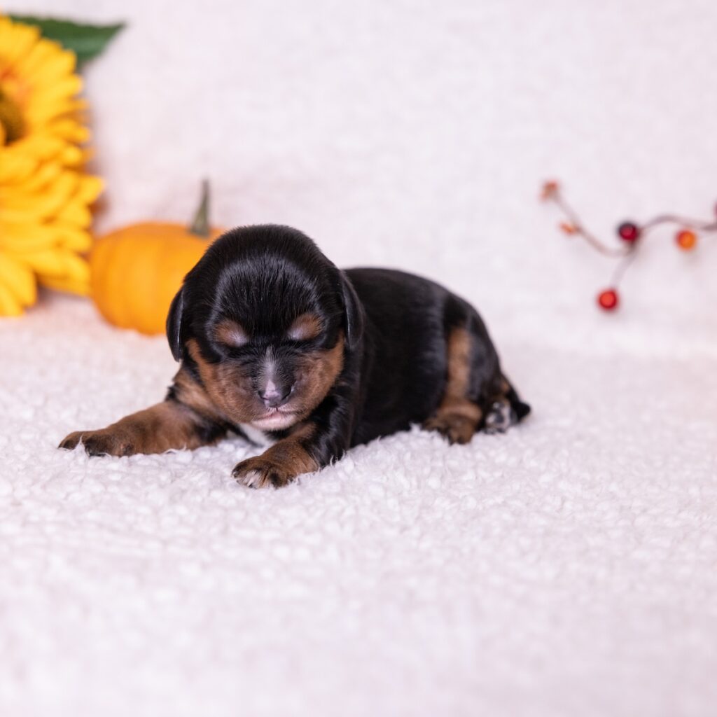 black and tan cavalier puppies for sale near me pa