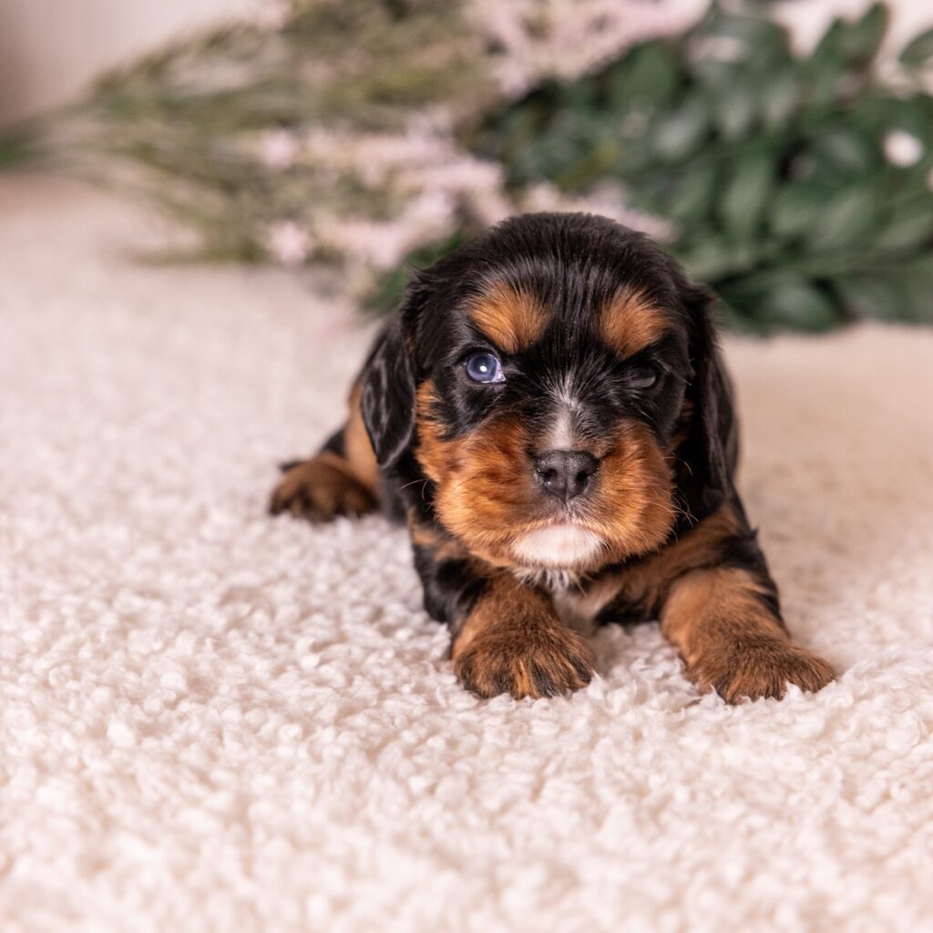 black and tan cavalier puppies for sale near ny