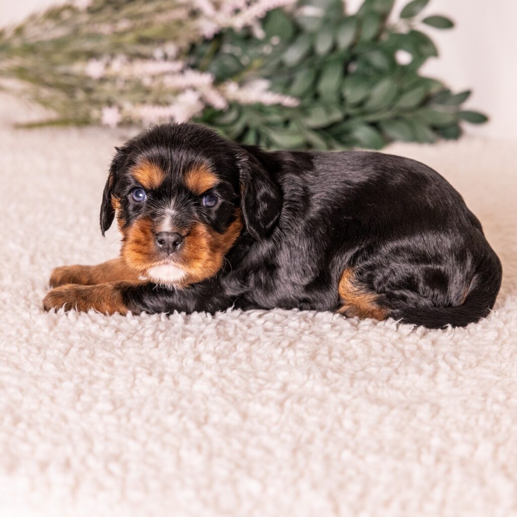 black and tan cavalier puppies for sale pa