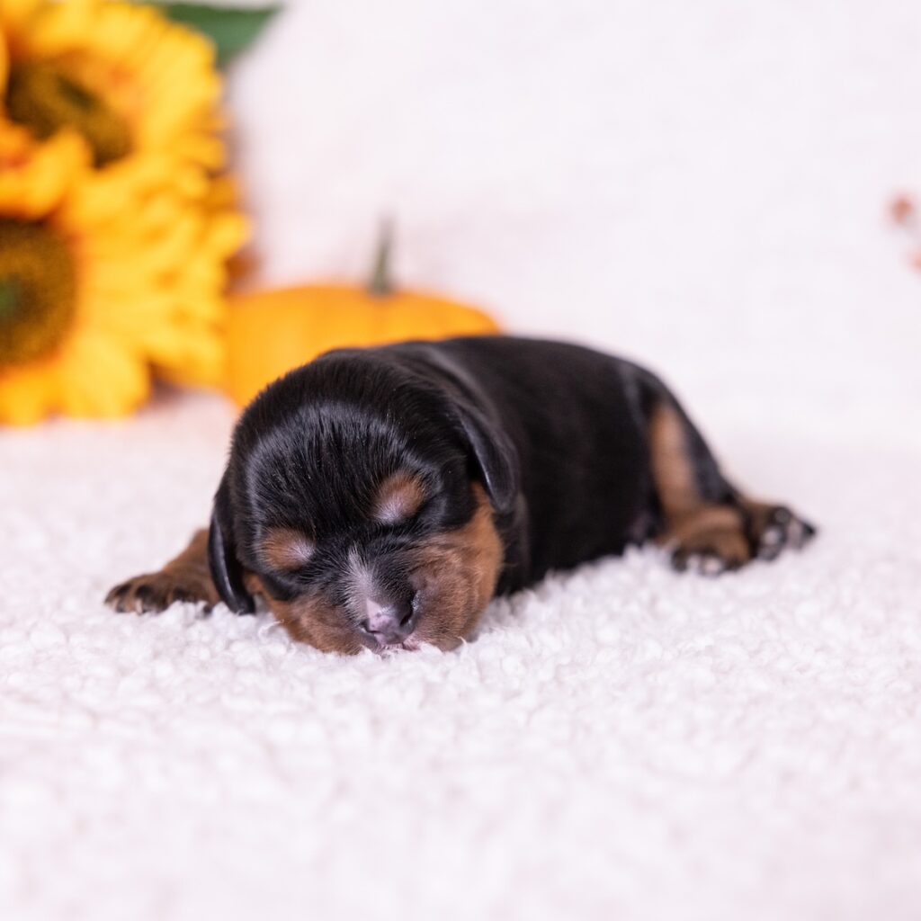 black and tan cavalier puppies for sale pa