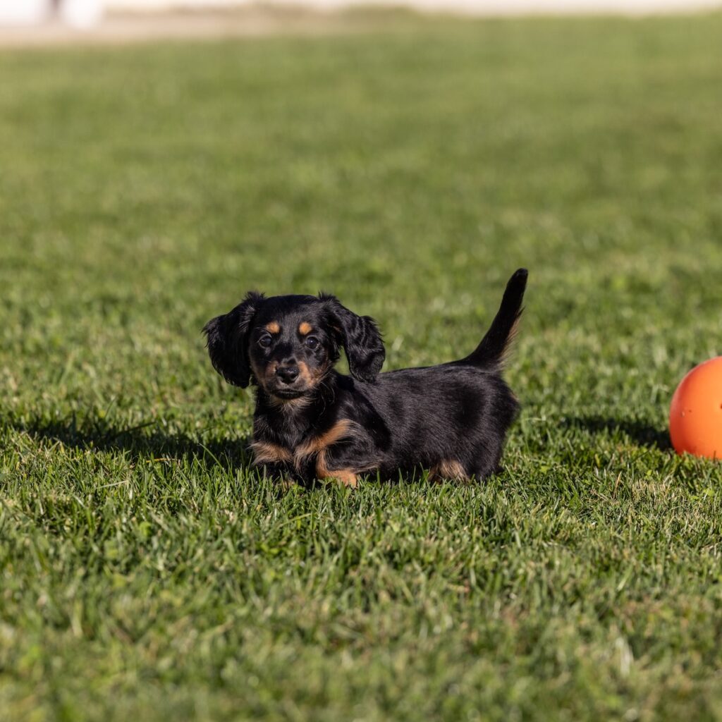 black tan dachshund
