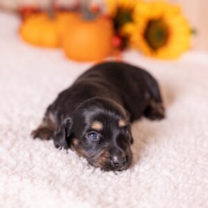 black tan dachshund for sale